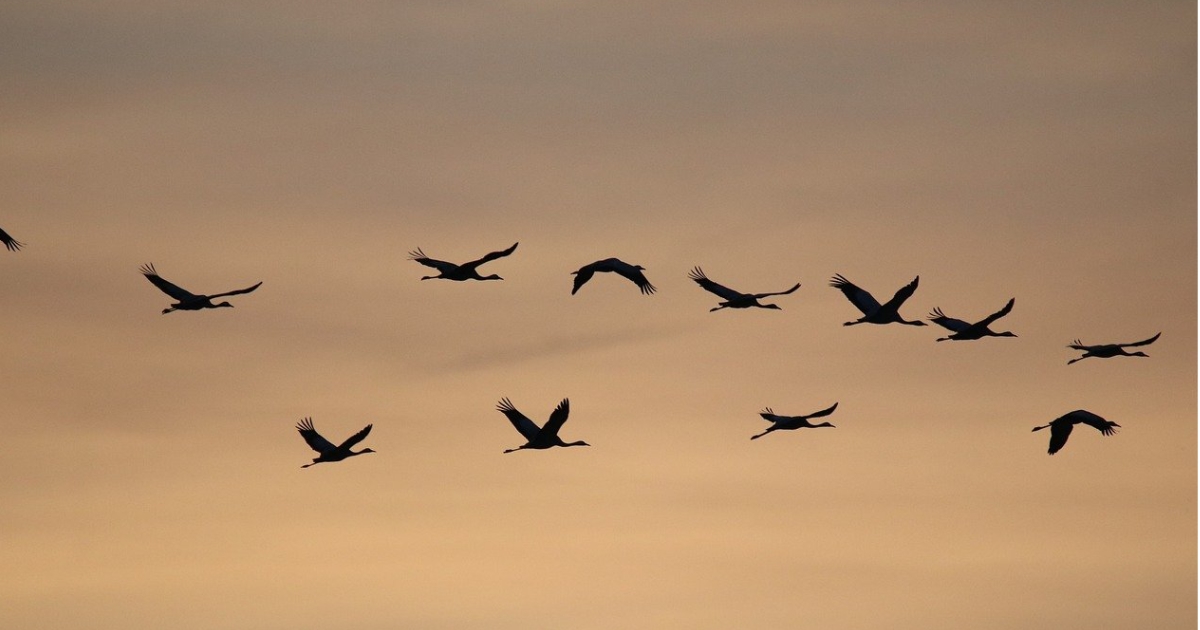 A herd of cranes flying across a golden sky.